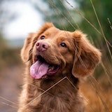 dog sticking his tongue out