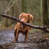 dog standing behind a tree branch